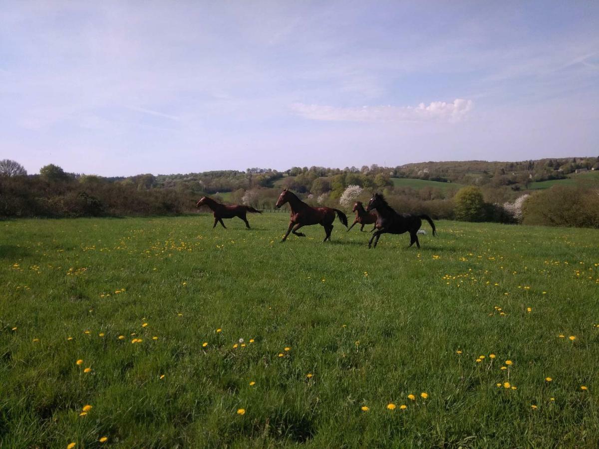 Bed & Breakfast Haras De La Croix D'argent Saint-Sauveur-de-Carrouges